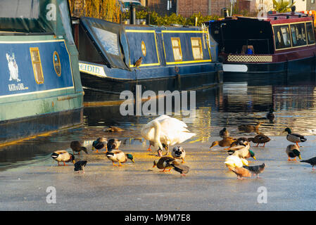 Enten und Schwan an einem Wintermorgen auf der Lancaster Canal in Garstang Lancashire Stockfoto