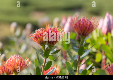 Leucospermum Tottum Glabrum x immergrüner Strauch: Blühende Pflanze aus der Familie der Proteaceae. Stockfoto