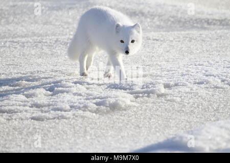 Wild Arctic fox Angesicht gegen sie Wandern im Schnee Stockfoto