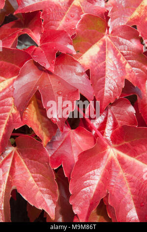 Herbst Farbe auf Wildem Wein (parthenocissus Subtomentosa) Blätter, Hobart, Tasmanien, Australien Stockfoto