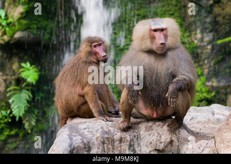 Die Hamadryas baboon sitzt auf einem Felsen im Dschungel Stockfoto