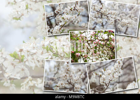 Collage Blüte Aprikosen und Kirschen sind in einem Garten, Blumen auf Bäume im Frühling Stockfoto