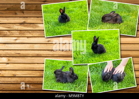 Collage schwarz Kaninchen, Hase sitzt auf der Wiese im grünen Gras, Ostern jungen schwarzen Kaninchen Stockfoto