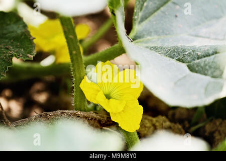 Blume einer Zuckermelone Anlage. Extrem flache Tiefenschärfe mit selektiven Fokus auf blühen. Stockfoto