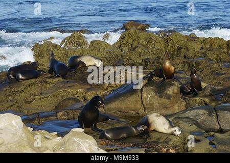 Eine Gruppe von seelöwen an der kalifornischen Küste. Stockfoto