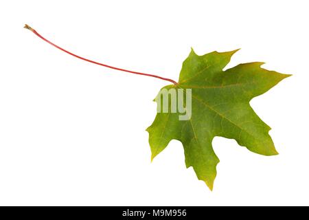 Grüne Ahornblatt isoliert auf weißem Hintergrund Stockfoto