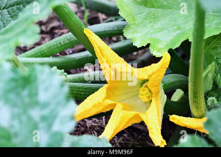 Blossom von ein organisch gewachsenes Zucchini Anlage in einem Mulched Bett wächst. Extrem flache Tiefenschärfe mit selektiven Fokus. Stockfoto
