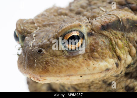 Eine gemeinsame europäische Toad, Bufo bufo, in einem Garten gefunden und fotografiert auf einem weißen Hintergrund, North Dorset England UK GB Stockfoto