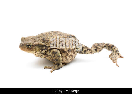 Eine gemeinsame europäische Toad, Bufo bufo, in einem Garten gefunden und fotografiert auf einem weißen Hintergrund, North Dorset England UK GB Stockfoto