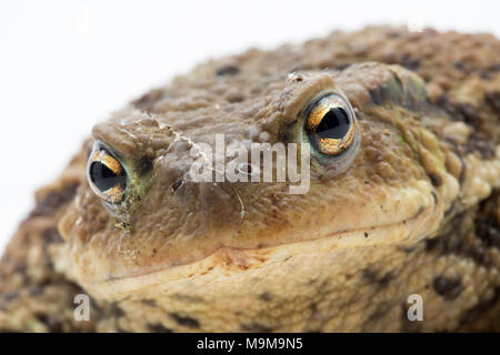 Eine gemeinsame europäische Toad, Bufo bufo, in einem Garten gefunden und fotografiert auf einem weißen Hintergrund, North Dorset England UK GB Stockfoto