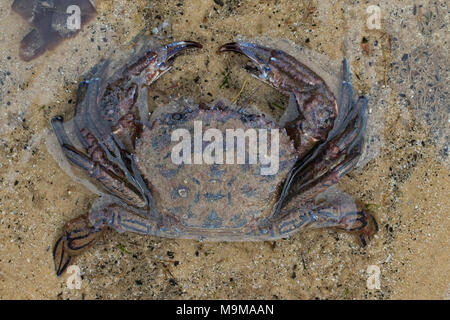 Samt Swimming Krabbe (Necora Puber) Stockfoto