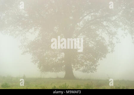 Eine große alte Eiche durch einen Schleier von Nebel gesehen. Stockfoto Eine große alte Eiche durch einen Schleier von Nebel gesehen. Stockfoto