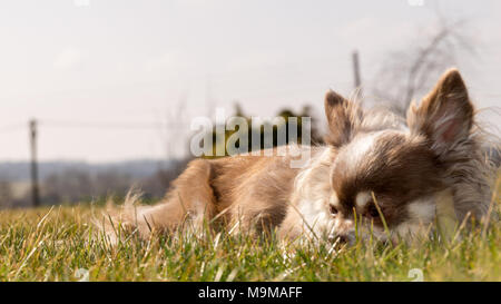 Chihuahua langhaar nimmt ein Sonnenbad auf der Wiese Stockfoto