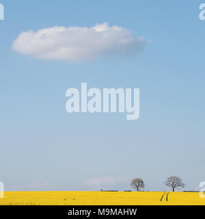 Eine Wolke schwebt über einem Gebiet der Gelbe Raps auf der South Downs in Hampshire auf einem hellen, sonnigen Frühling Nachmittag. Stockfoto