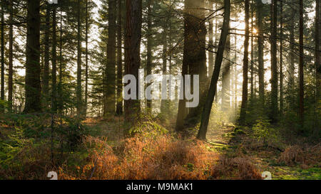 Am frühen Morgen Sonnenlicht filtern den Weg durch die Bäume in Bolderwood Arboretum Teil des neuen Waldes in Hampshire. Stockfoto