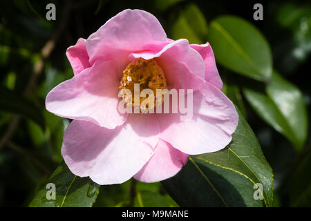 Einzelne Blume der Hardy immergrüner Strauch, Camellia williamsii x'J C Williams' Stockfoto