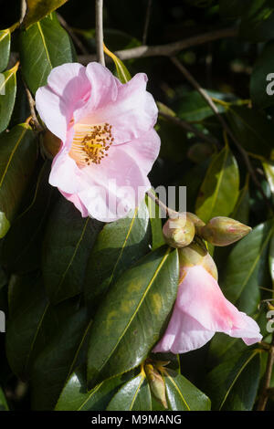 Einzelne Blume der Hardy immergrüner Strauch, Camellia williamsii x'J C Williams' Stockfoto