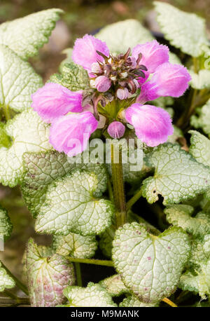 Blüte und Blätter der Hardy Bodendecker Stauden, Lamium maculatum 'Beacon Silver' Stockfoto