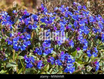 Blaue Blumen Massierten der frühen blühenden Lungenkraut Pulmonaria, "Segen" Stockfoto