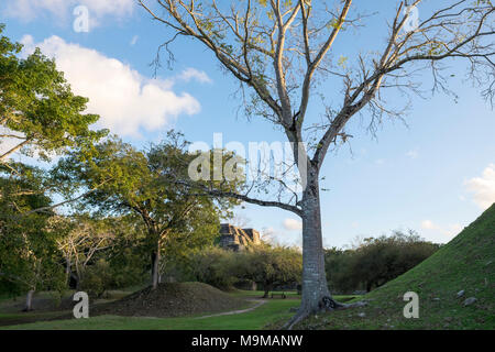 Alten Maya Tempel in der archäologischen Stätte von Altun Ha Belize Stockfoto