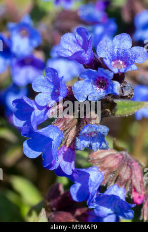 Blaue Blumen der frühen blühenden Lungenkraut Pulmonaria, "Segen" Stockfoto