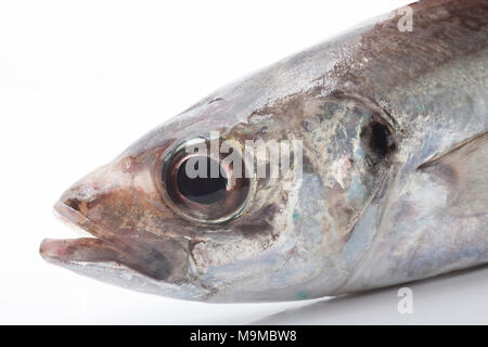 Kopf einer scad, Trachurus trachurus, von Chesil Beach in Dorset UK gefangen Stockfoto