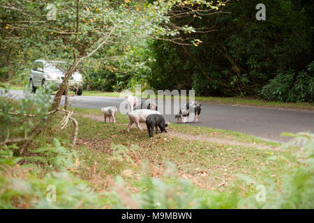 Schweine roaming frei für das, was ist bekannt als pannage, Im New Forest, wo Sie eicheln gefallenen Essen. Ein Auto ist zu verlangsamen, sie zu vermeiden. New Forest Hampshire Stockfoto