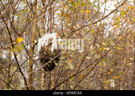 Ein Schwarm von Honigbienen, Apis mellifera, und deren Kamm und Nest in Wäldern, Hampshire England Großbritannien Stockfoto