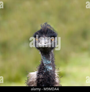 Nahaufnahme eines Erwachsenen emu Vogel Stockfoto