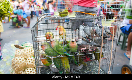 Bunte Papageien in einem Käfig. Verkauf von Papageien in der lokalen philippinischen Markt. Stockfoto