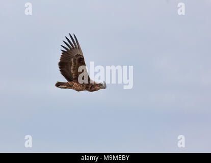 Kinder Sie Adler, Terathopius ecaudatus, in fllight im Krüger NP, Südafrika Stockfoto