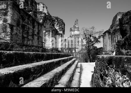 Alten Maya Tempel Komplex in Tikal, Guatemala Stockfoto