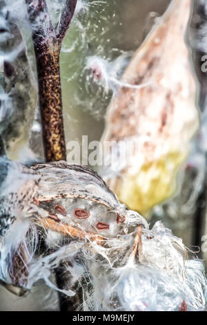 Common milkweed (Aclepias Syriaca) Stockfoto