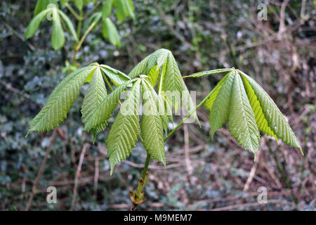 Rosskastanie (Aesculus hippocastanum) Baum sapling gerade in Blätter mit Wald Vegetation im Hintergrund. Stockfoto