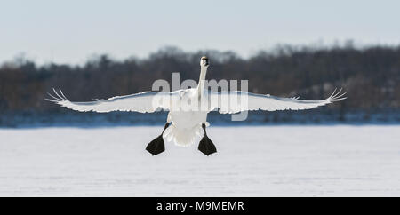 Ein trompeter Schwan (Cygnus buccinator) Landung auf dem gefrorenen St. Croix River, Hudson, WI, USA, Anfang Januar, von Dominique Braud/Dembinsky Foto Assoc Stockfoto