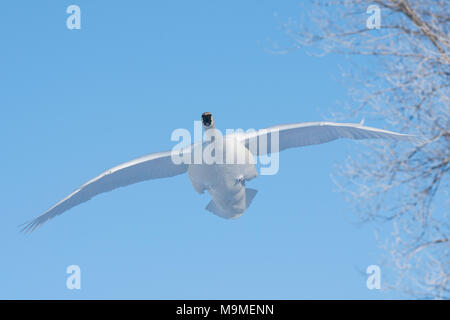 Trompeter Schwan (Cygnus buccinator), in der Nähe von St. Croix River, WI, USA, Ende Februar, von Dominique Braud/Dembinsky Foto Assoc Stockfoto