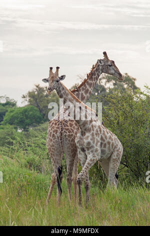 Giraffe (Giraffa camelopardis). Zwei Männer. Red-billed Oxpeckers (Buphagus erythorhynchus), Klettern, über Kopf und Hals auf Parasiten Ausrottung d Stockfoto