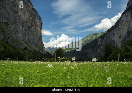 Lauterbrunnental mit weißen Blumen in einer Wiese durch die Schweizer Alpen Stockfoto