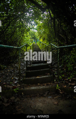 Eine Treppe steigt durch den grünen Dschungel Regenwald auf Hawaii. Stockfoto