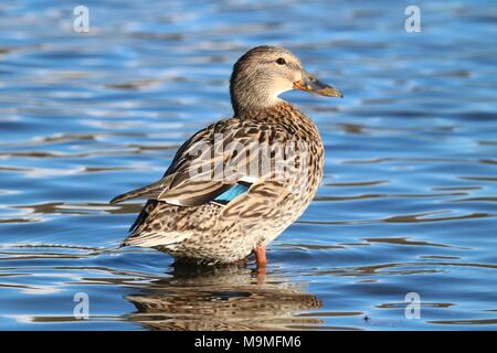 Eine weibliche Stockente Anas platyrhynchos stehen am Rande eines blauen Teich Stockfoto