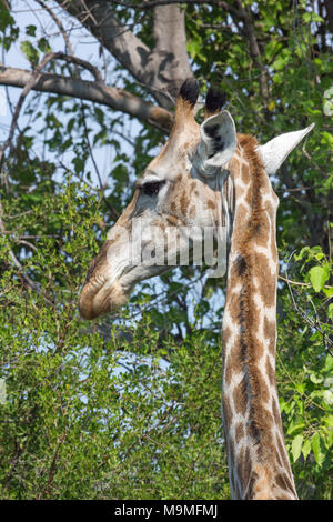 Giraffe (Giraffa Camelopardalis). Übersicht aufrechter Nacken, die sieben Halswirbel (wie bei allen Säugetieren), mit dem Tier Kopf herum und hav zu drehen Stockfoto