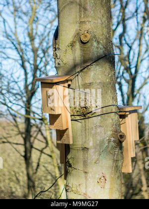 Zwei Kent Typ hölzerne Fledermaus Kästen auf einem Baum an Ravenscar Peakside North Yorkshire montiert Stockfoto