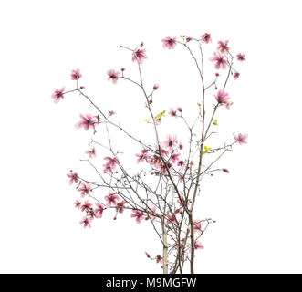 Magnolia Flower Spring Branch auf weißem Hintergrund Stockfoto