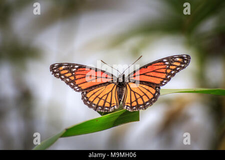 Ein vizekönig Schmetterling (Limenitis archippus) ruht auf Grashalm Stockfoto