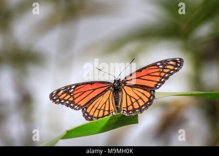 Ein vizekönig Schmetterling (Limenitis archippus) ruht auf Grashalm Stockfoto