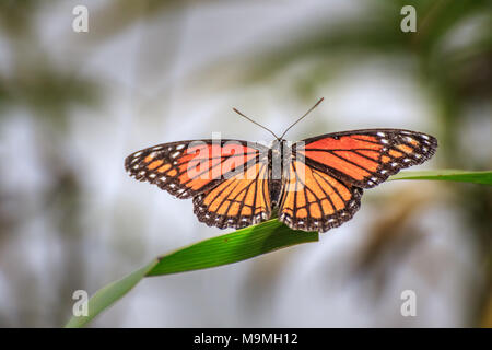 Ein vizekönig Schmetterling (Limenitis archippus) ruht auf Grashalm Stockfoto