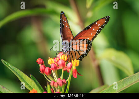 Eine Königin Schmetterling (Danaus gilippus) Fütterung auf Schmetterling Unkraut in einem Garten im Hinterhof Stockfoto