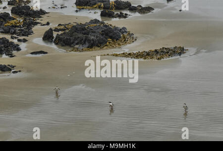 Gruppe von Yellow eyed Pinguine am Roaring Bay, die Catlins, Southland, Neuseeland kommen Stockfoto