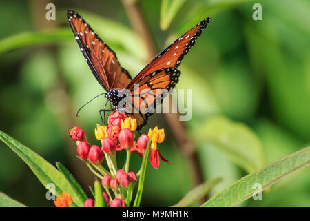 Eine Königin Schmetterling (Danaus gilippus) Fütterung auf Schmetterling Unkraut in einem Garten im Hinterhof Stockfoto