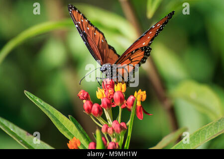 Eine Königin Schmetterling (Danaus gilippus) Fütterung auf Schmetterling Unkraut in einem Garten im Hinterhof Stockfoto